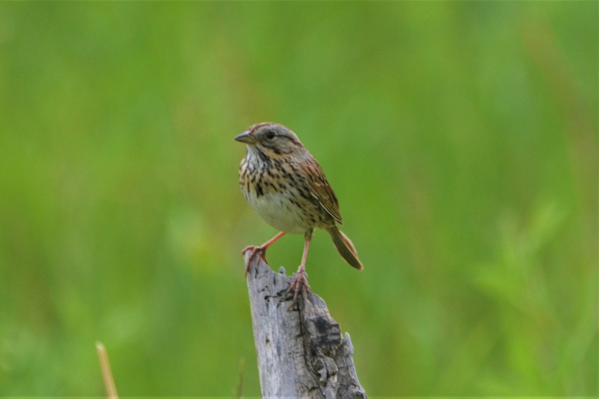 Lincoln's Sparrow - ML350163201