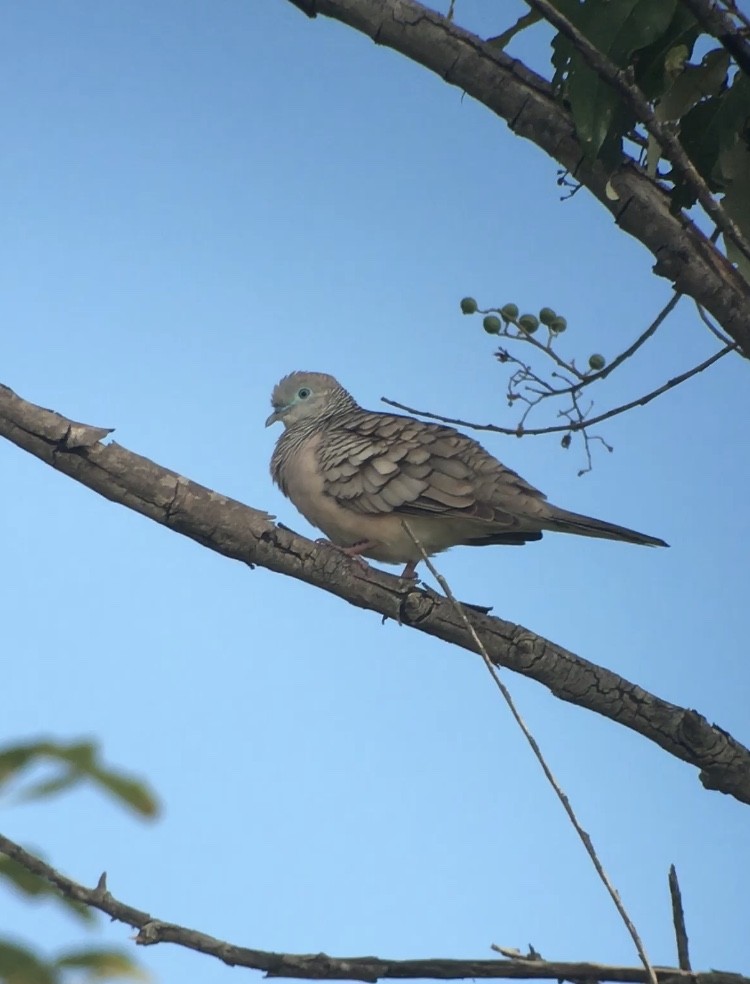 Peaceful Dove - ML350164361