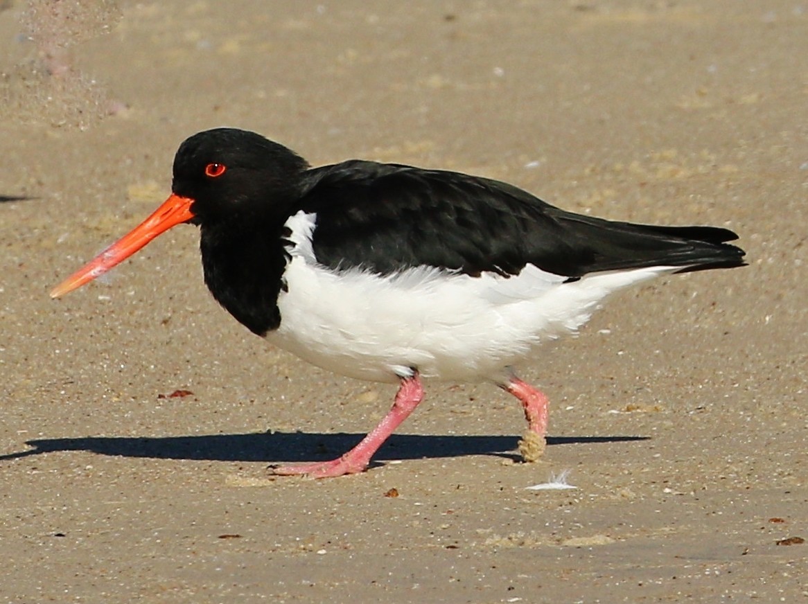 South Island Oystercatcher - ML350165131