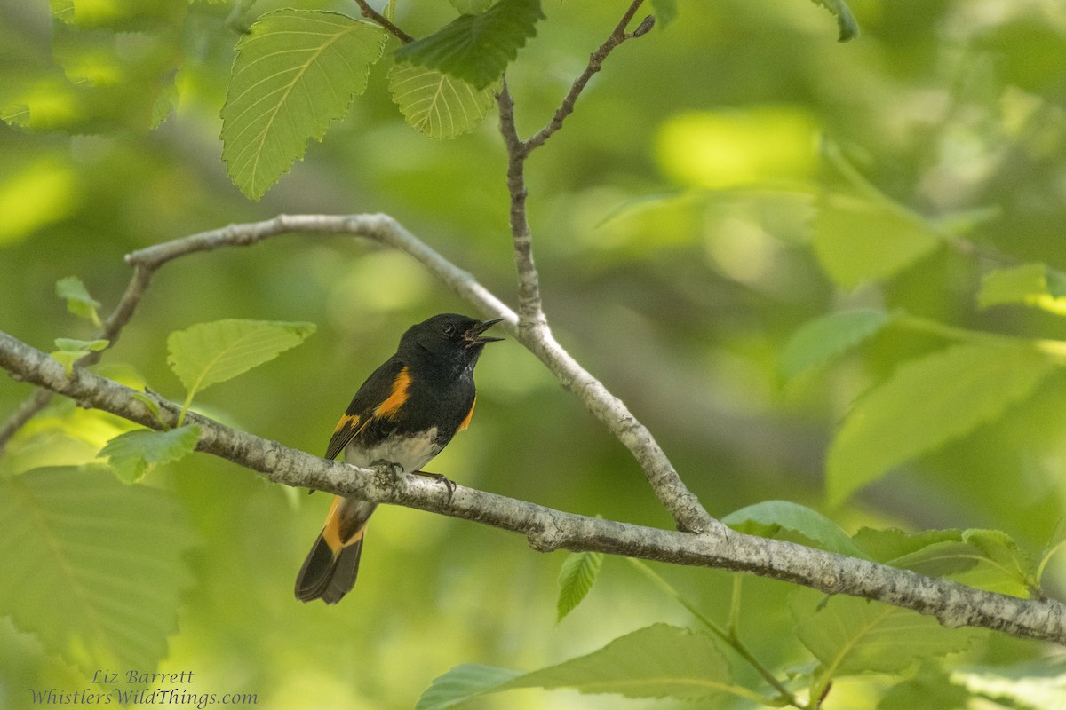 American Redstart - ML350165761