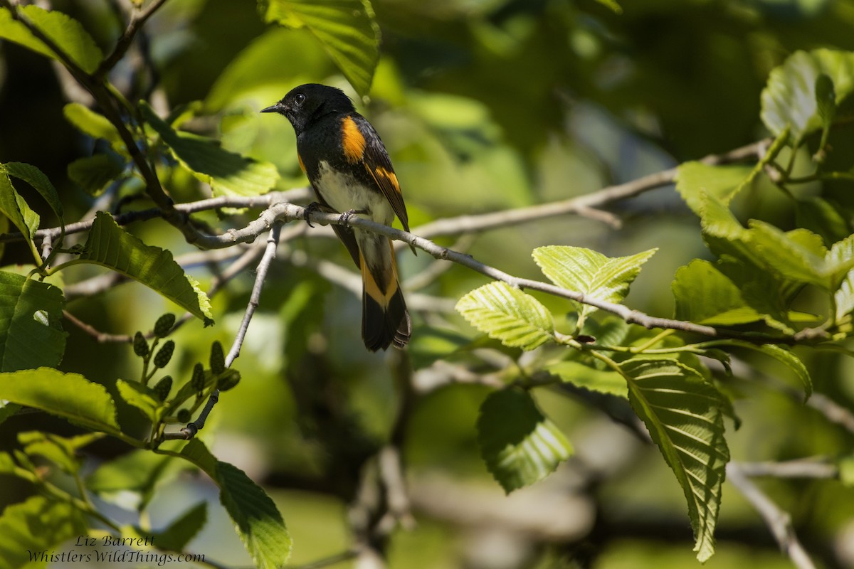 American Redstart - ML350165781