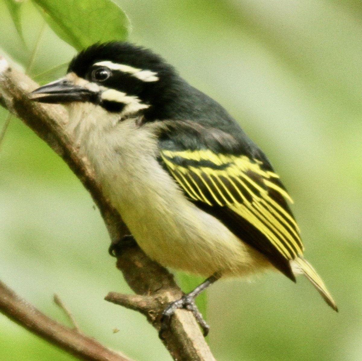 Yellow-rumped Tinkerbird - ML350166771