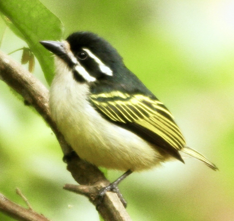 Yellow-rumped Tinkerbird - ML350166791