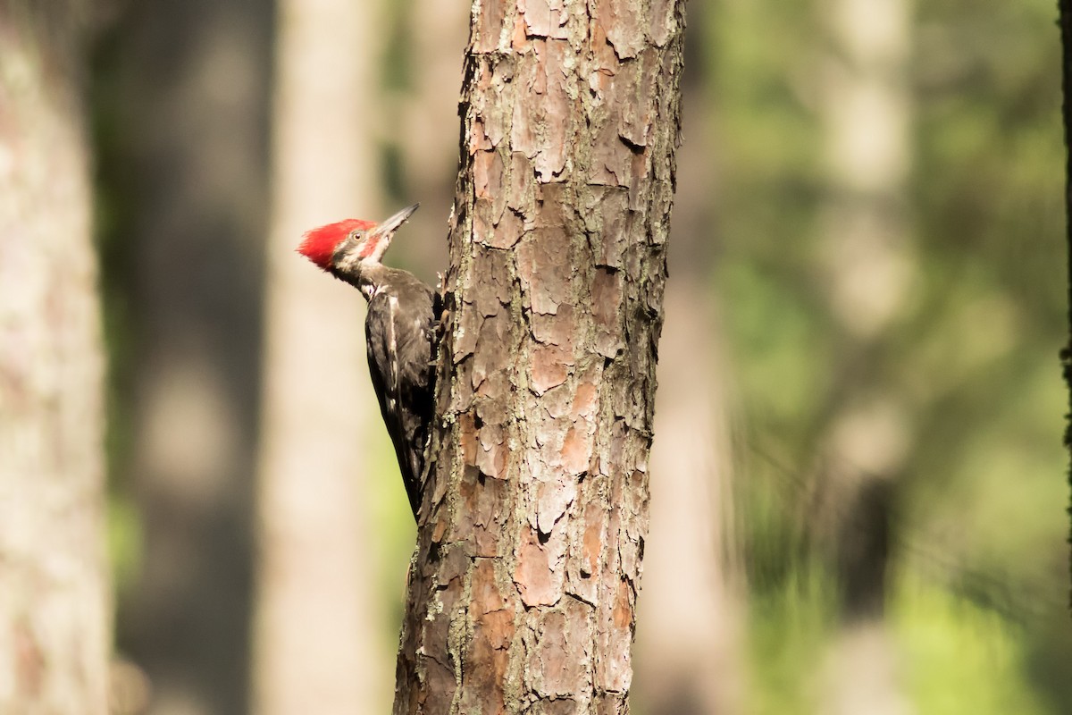 Pileated Woodpecker - ML350167631