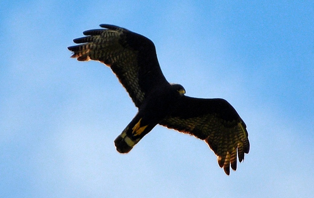 Zone-tailed Hawk - Rhonda Townsend