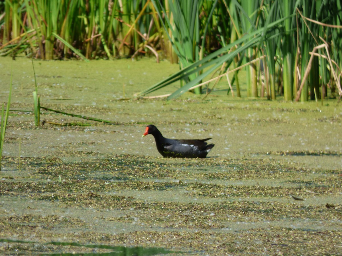 Common Gallinule - ML350168861