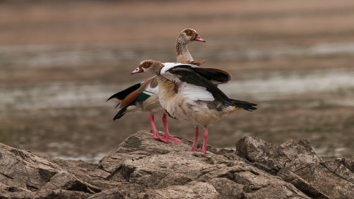 Egyptian Goose - Markus Craig