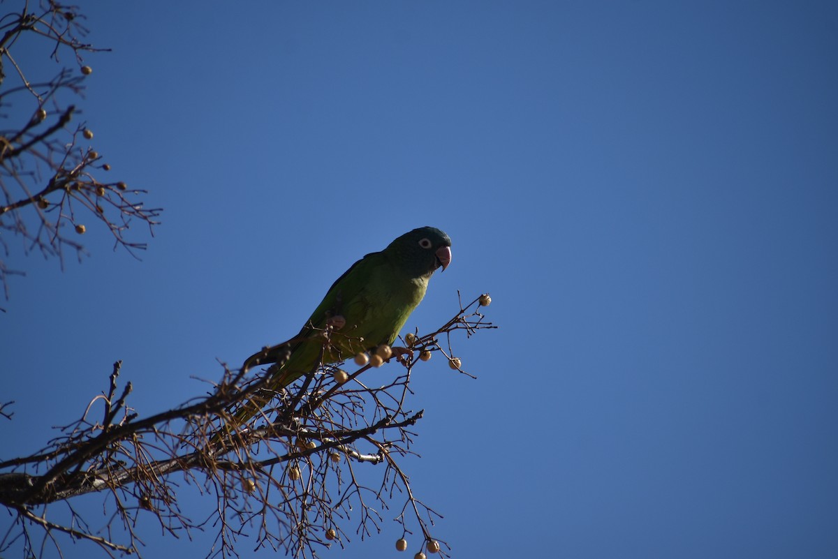 Blue-crowned Parakeet - ML350172841