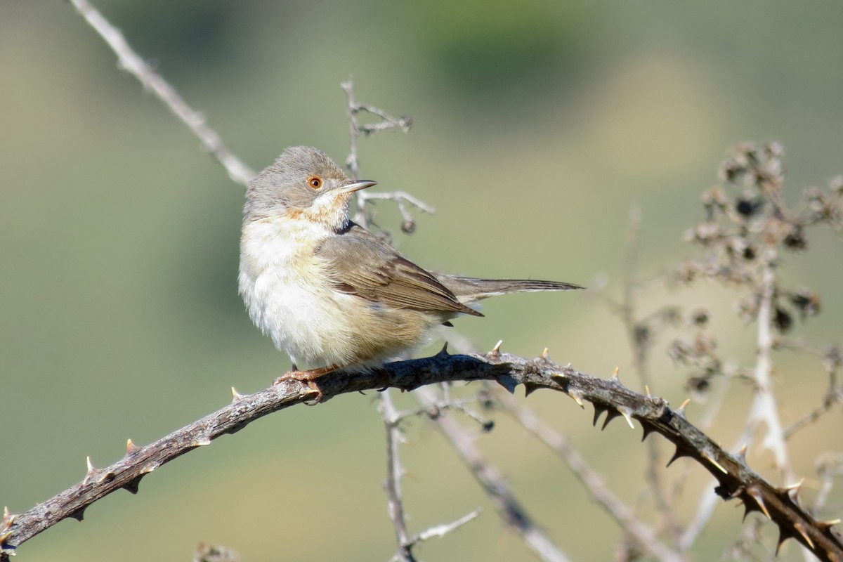 Western Subalpine Warbler - David Valentin