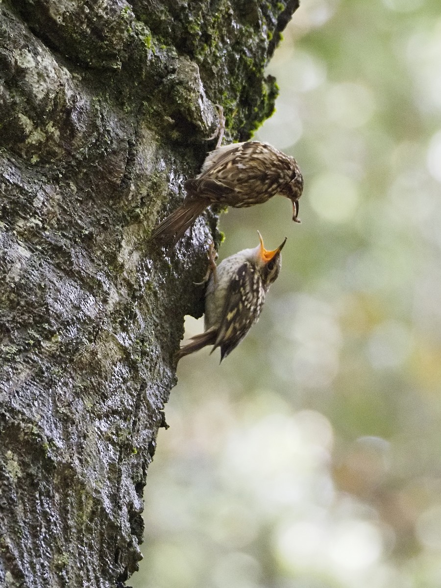 Short-toed Treecreeper - David Valentin