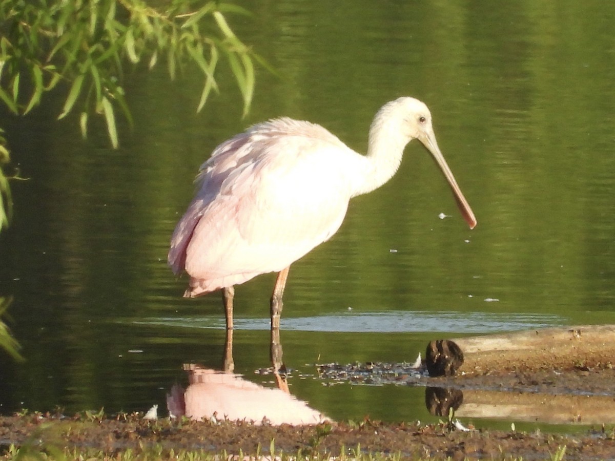 Roseate Spoonbill - ML350174031