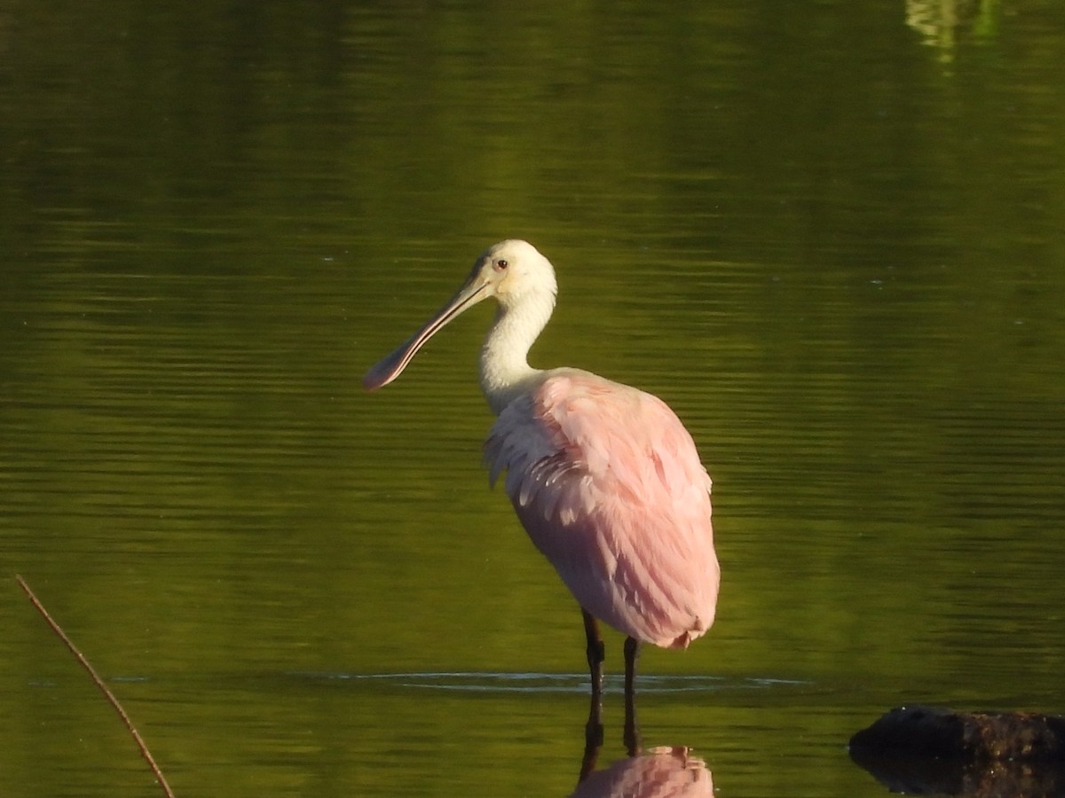 Roseate Spoonbill - ML350174041
