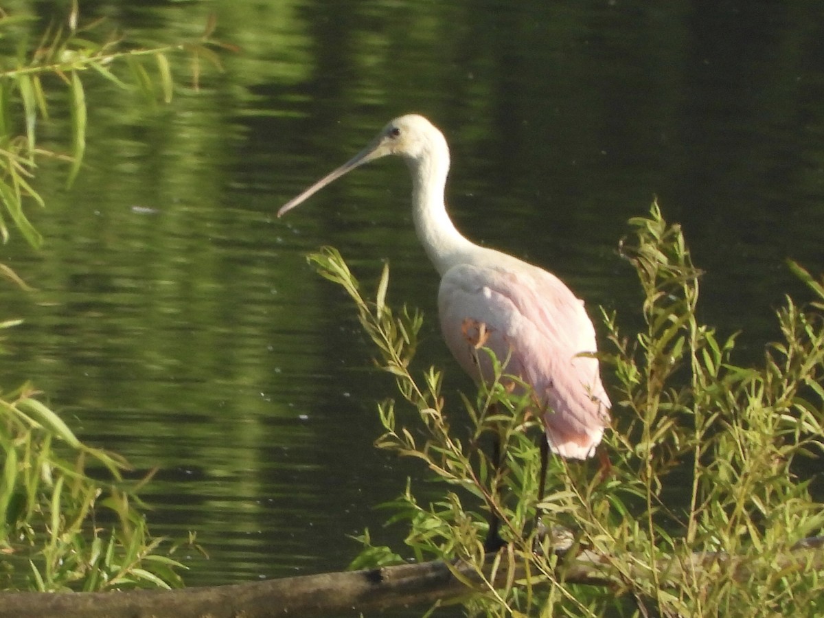 Roseate Spoonbill - ML350174051