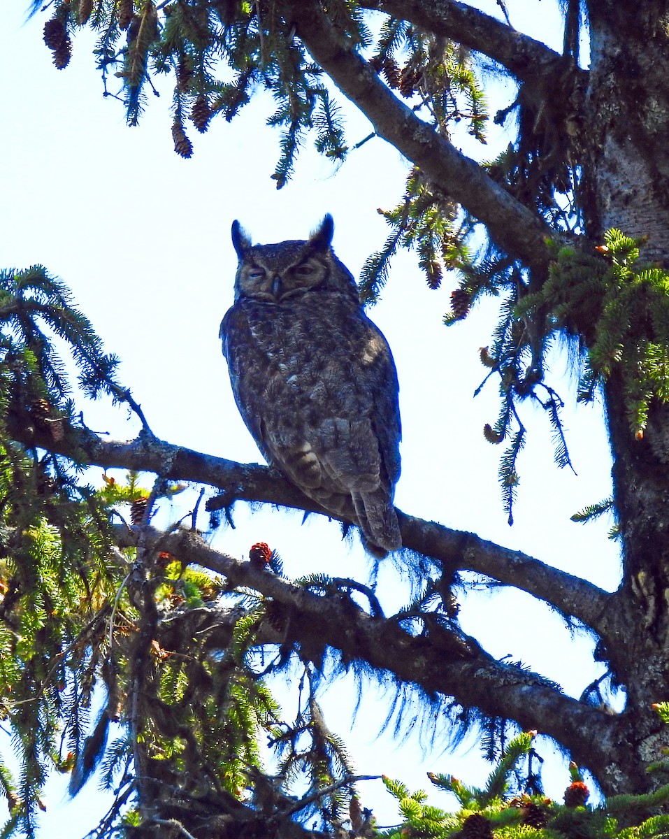 Great Horned Owl - ML350175451