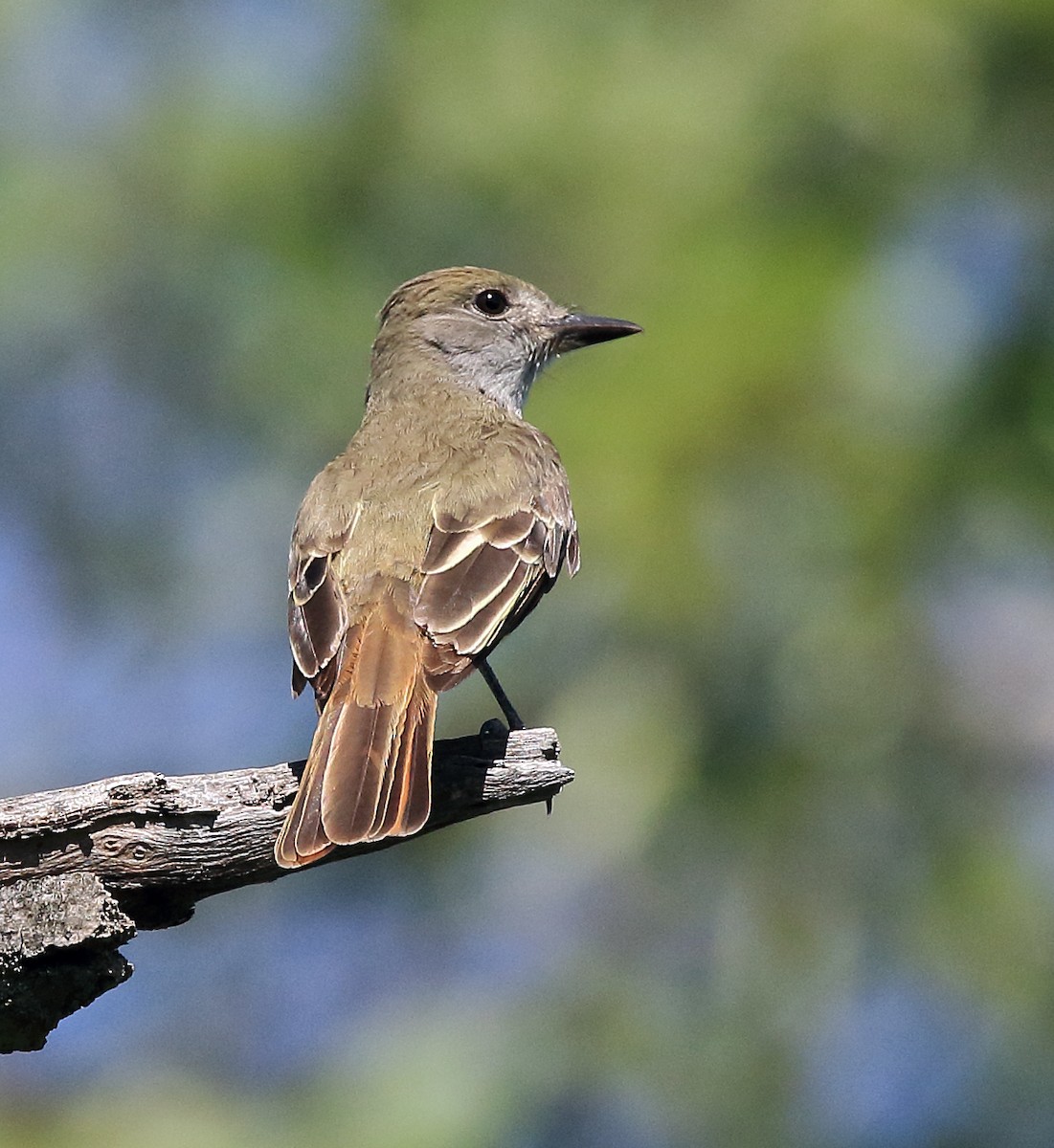 Great Crested Flycatcher - Laure Wilson Neish