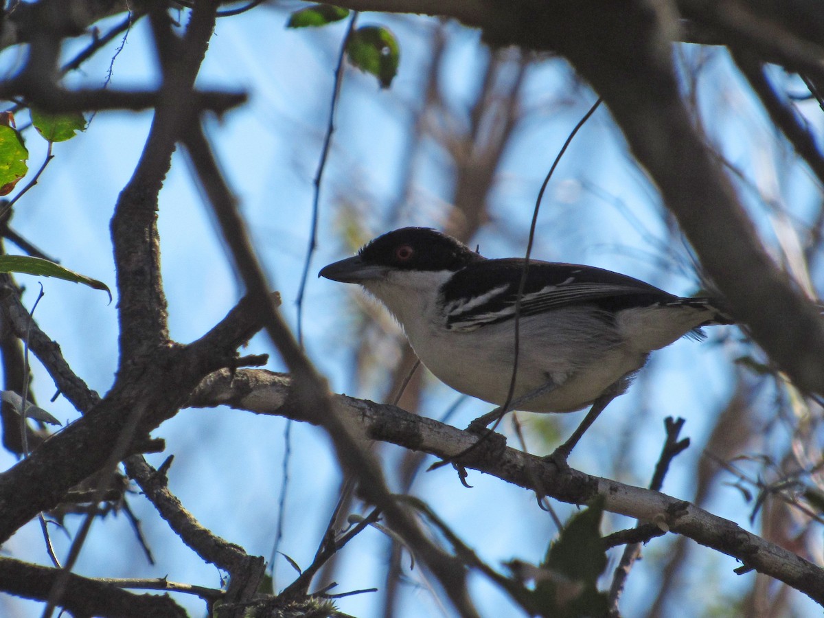 Great Antshrike - ML350175661