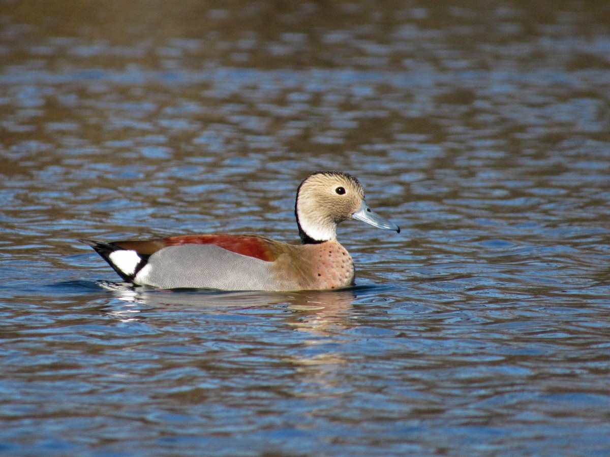 Ringed Teal - ML350176191