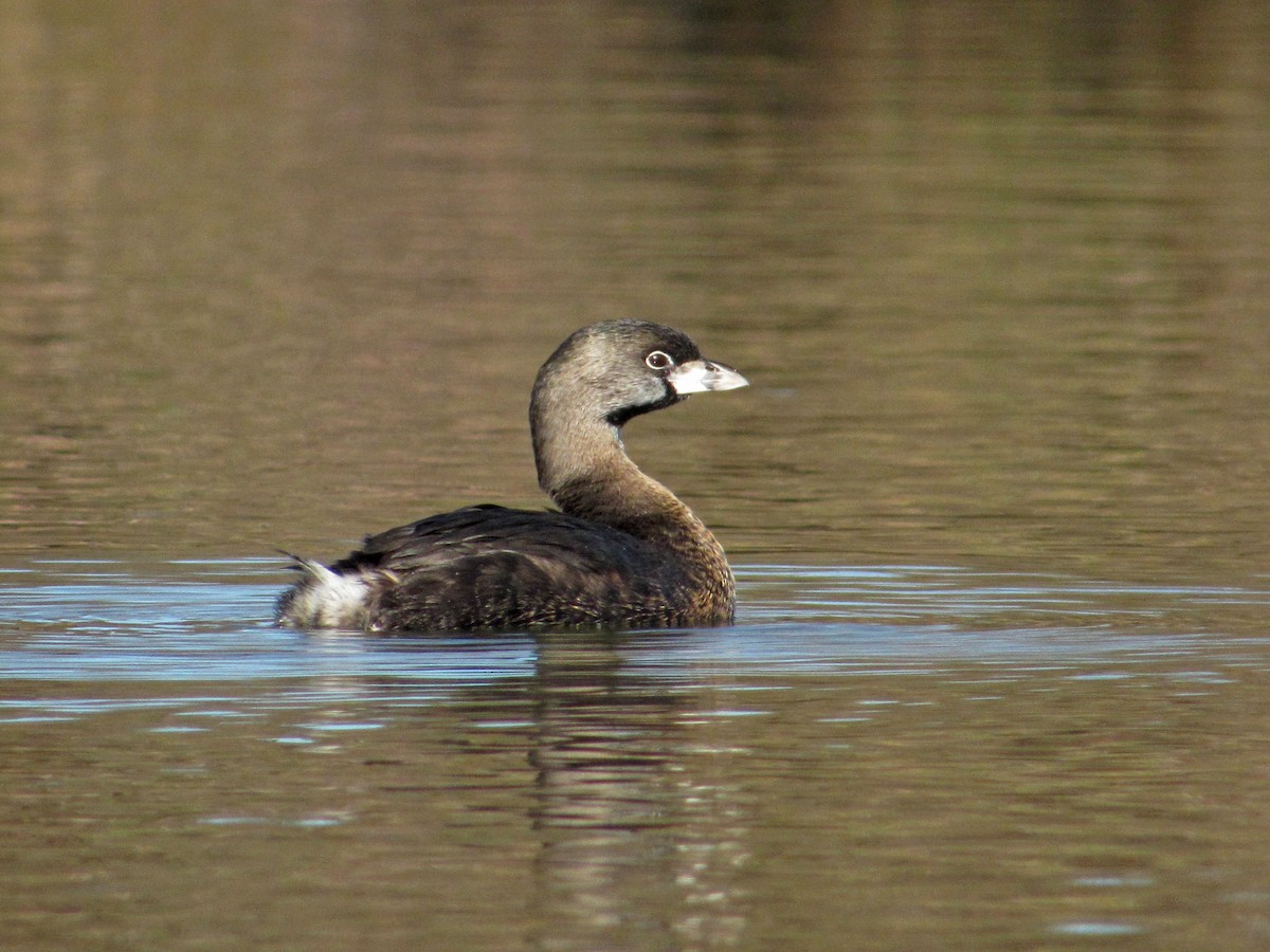 Pied-billed Grebe - ML350176871