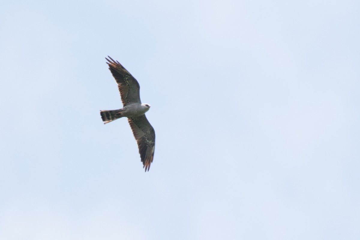 Mississippi Kite - ML35017751