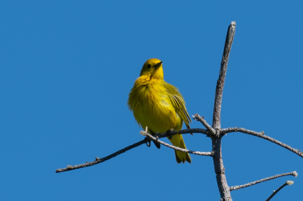 Yellow Warbler - Frank King