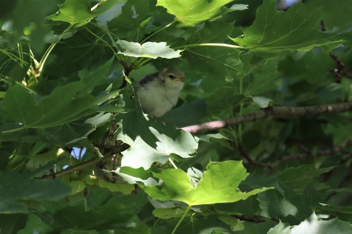 Warbling Vireo - ML350177951