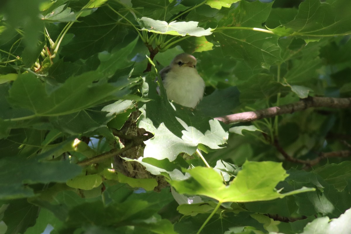 Warbling Vireo - ML350177961