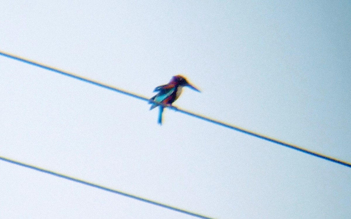 White-throated Kingfisher - RAVEESHA H N