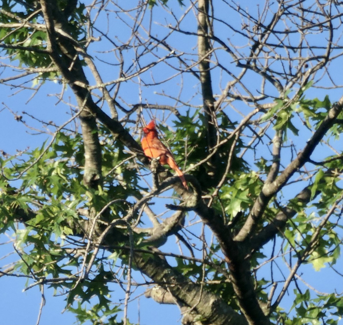 Kırmızı Kardinal - ML350178321