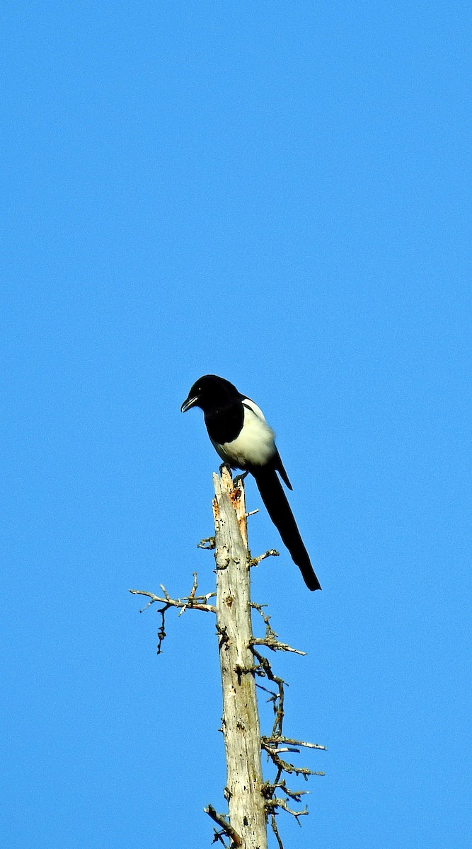 Black-billed Magpie - ML350178561