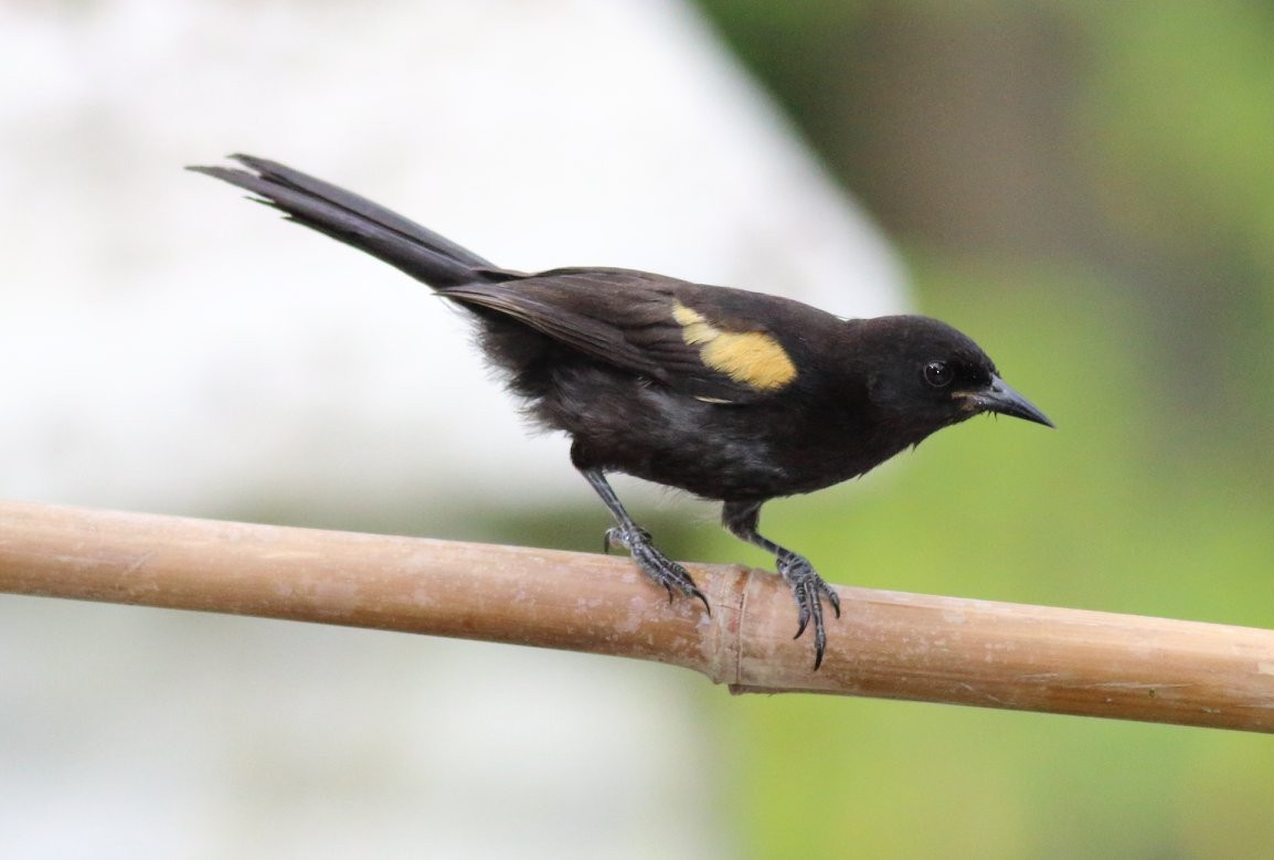 Variable Oriole - ML350178651