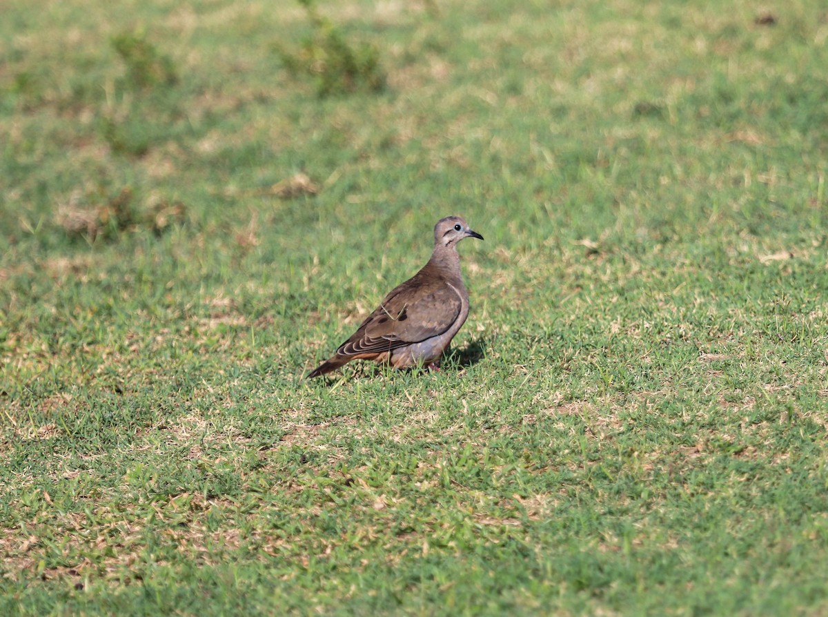 Eared Dove - ML350179411