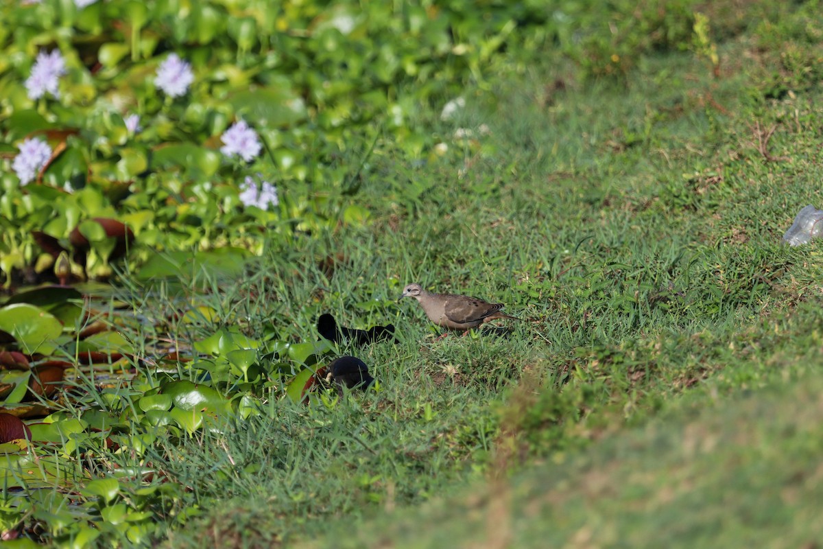 Eared Dove - ML350179431