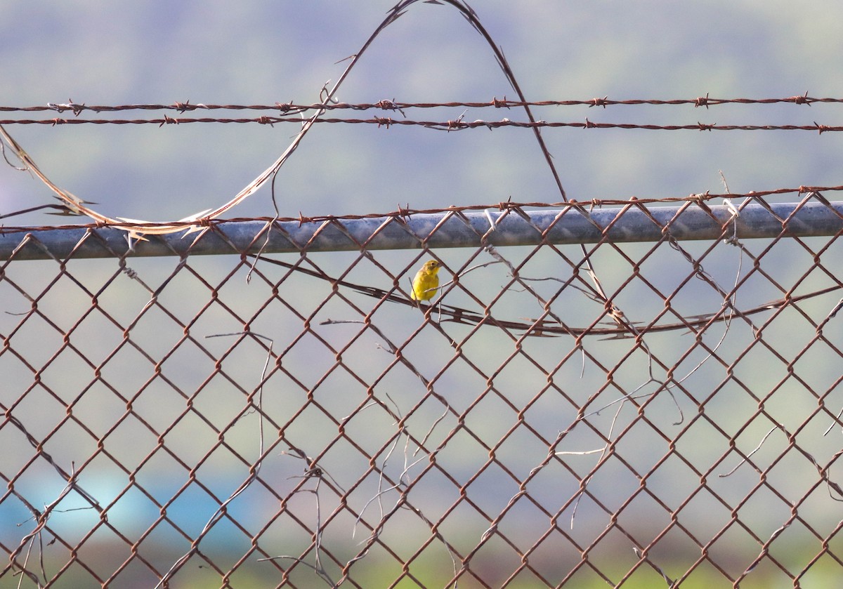 Grassland Yellow-Finch - ML350179441