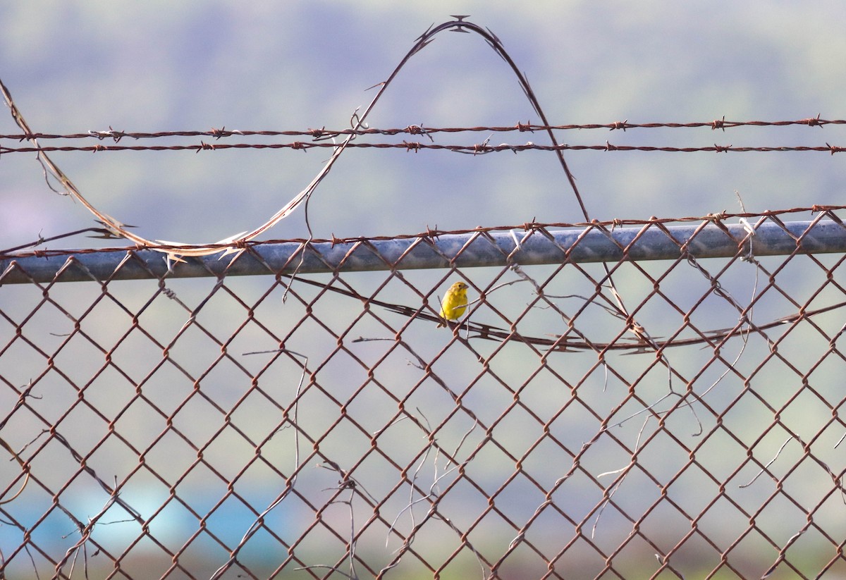 Grassland Yellow-Finch - ML350179451