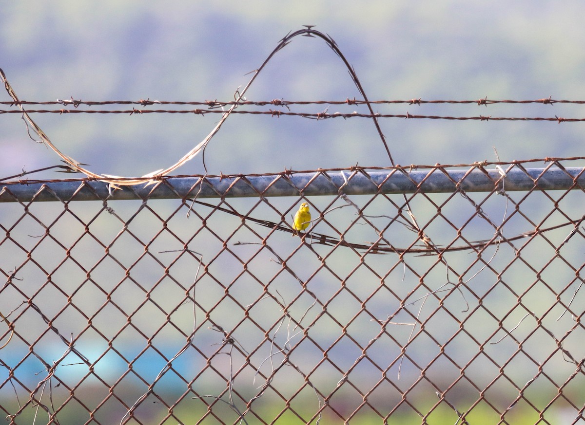 Grassland Yellow-Finch - ML350179461