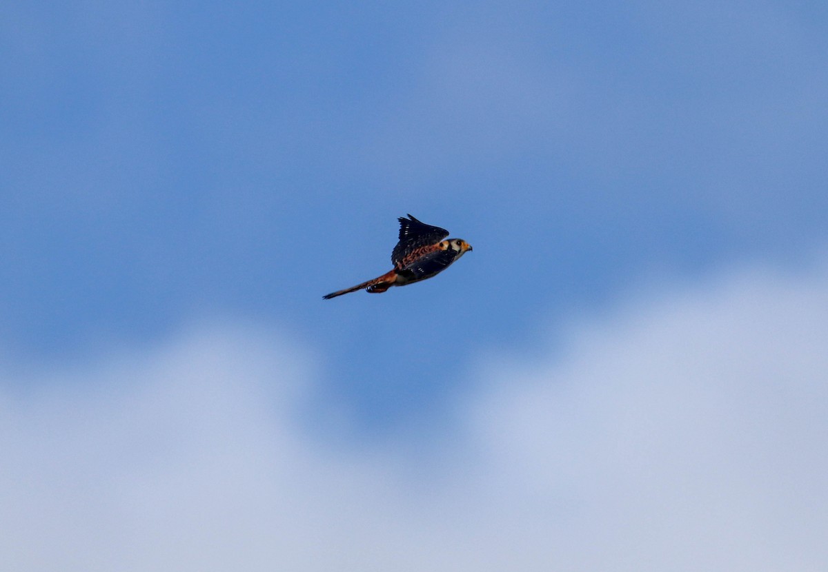 American Kestrel (Eastern Caribbean) - ML350179491