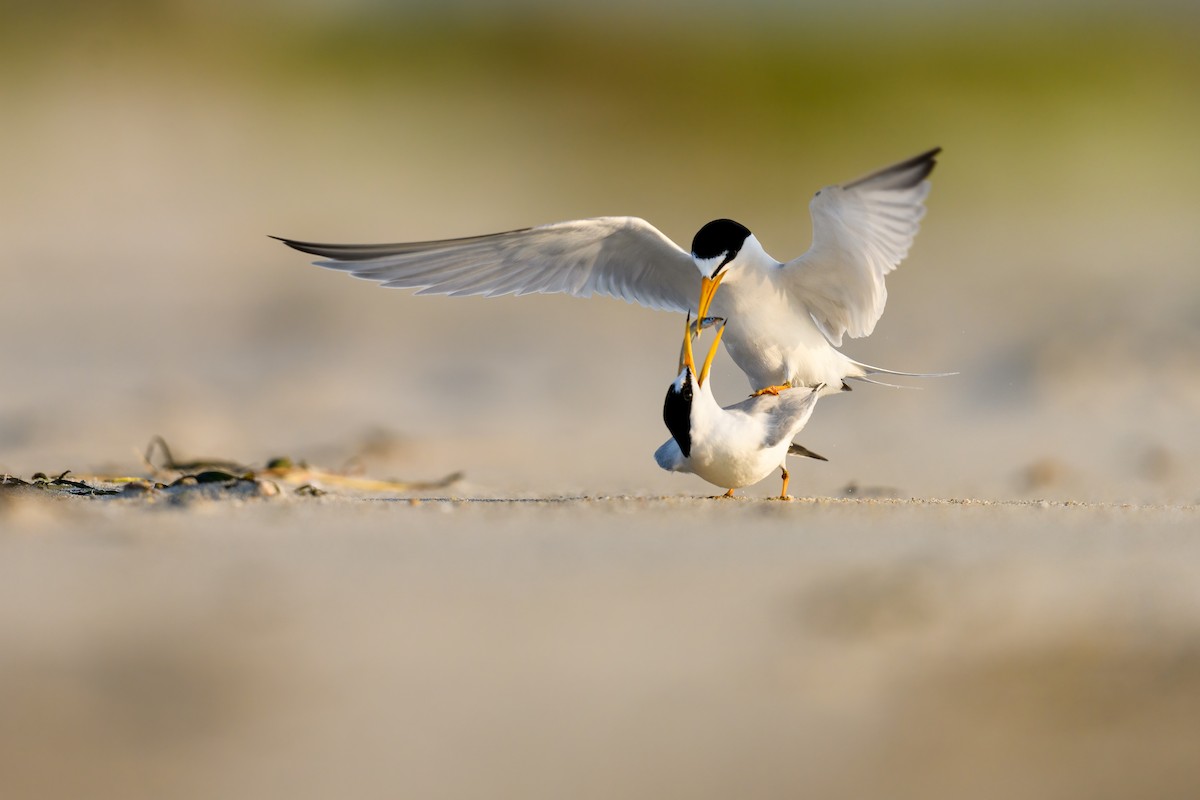 Least Tern - Kyle Tansley
