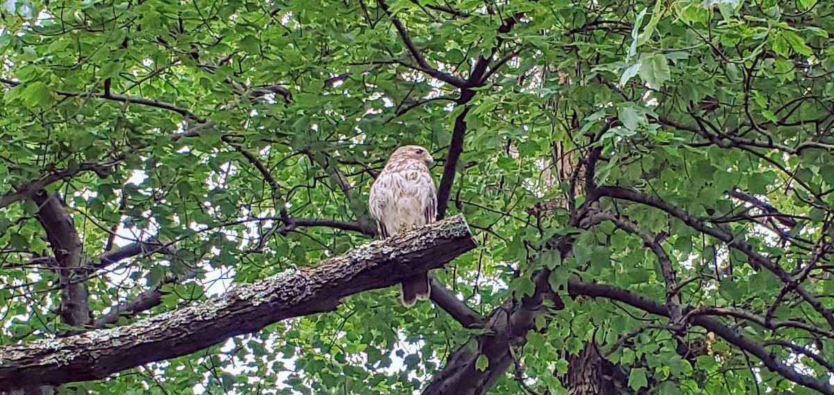 káně páskovaná - ML350179901