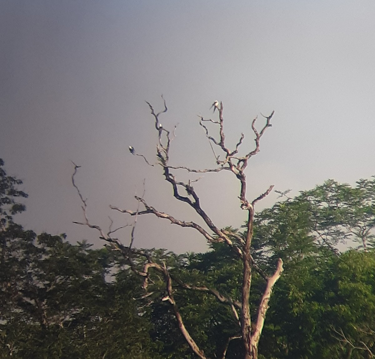 Swallow-tailed Kite - ML350180011