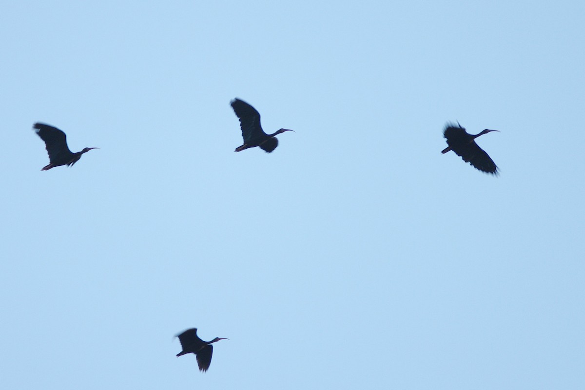 Bare-faced Ibis - ML350180211