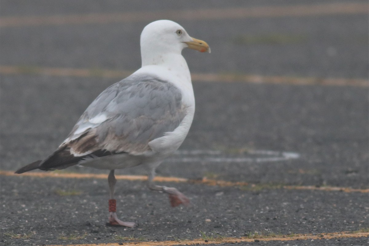 Gaviota Argéntea - ML350181461