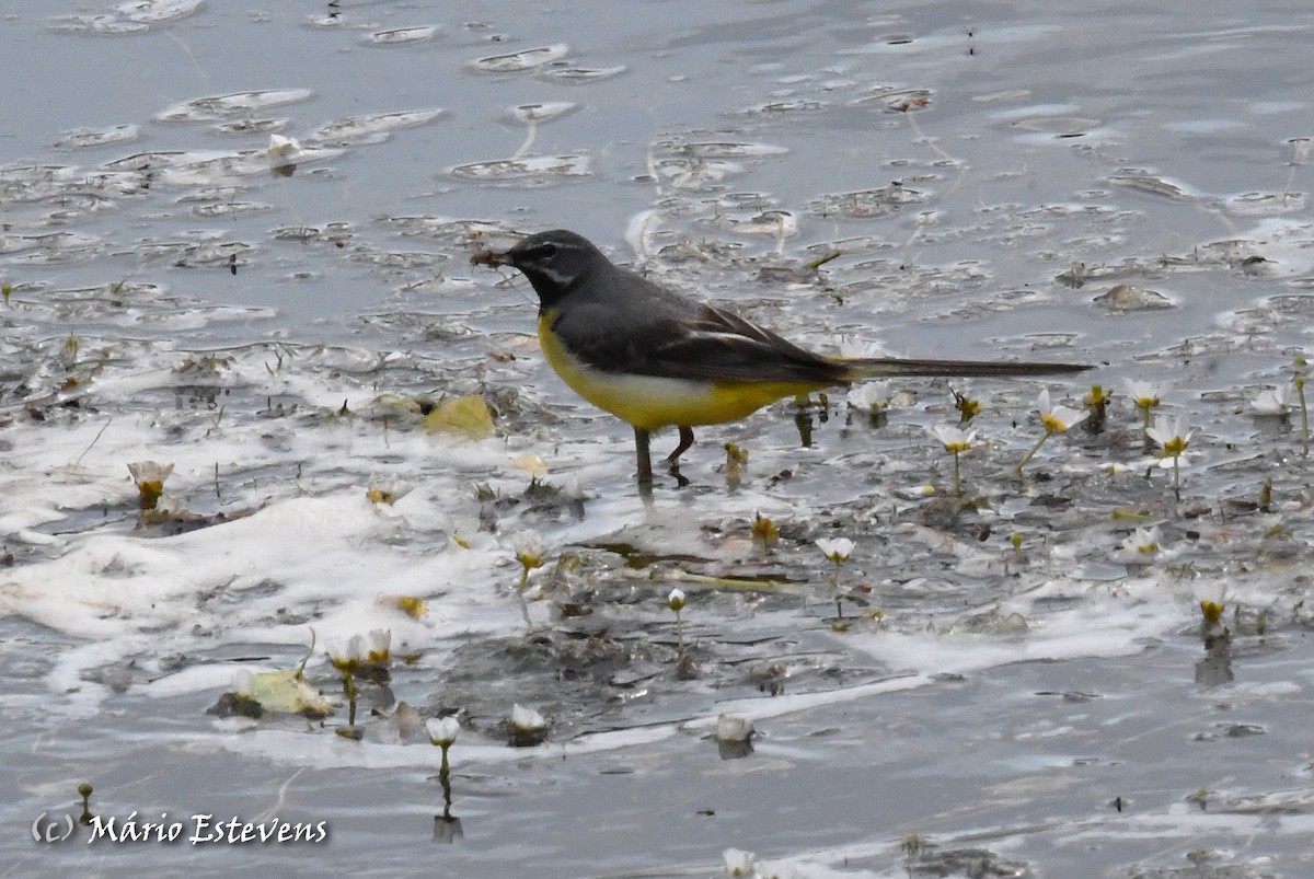 Gray Wagtail - ML350181541