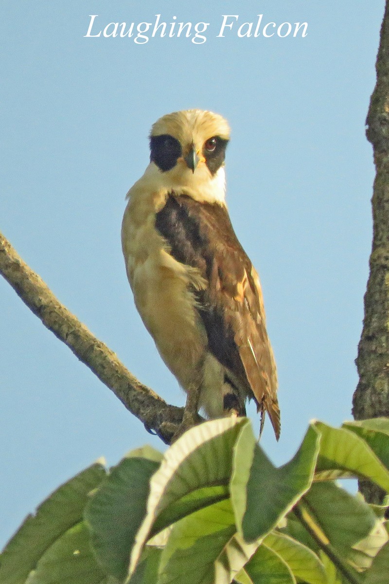 Laughing Falcon - ML350182951