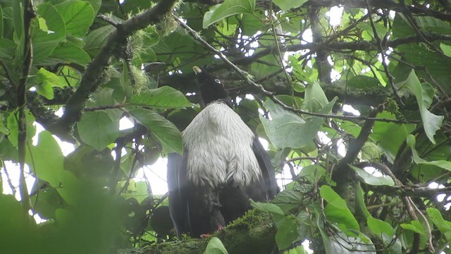 Horned Guan - ML350182991