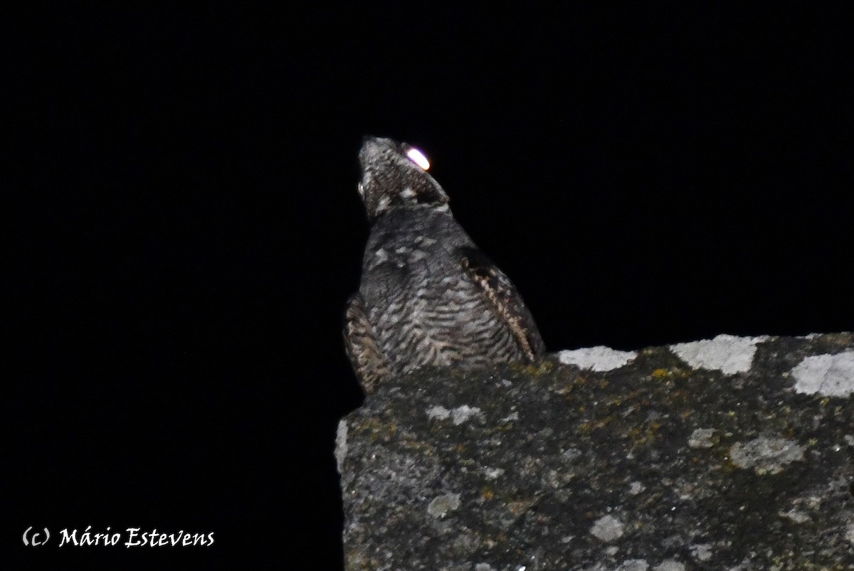 Eurasian Nightjar - Mário Estevens