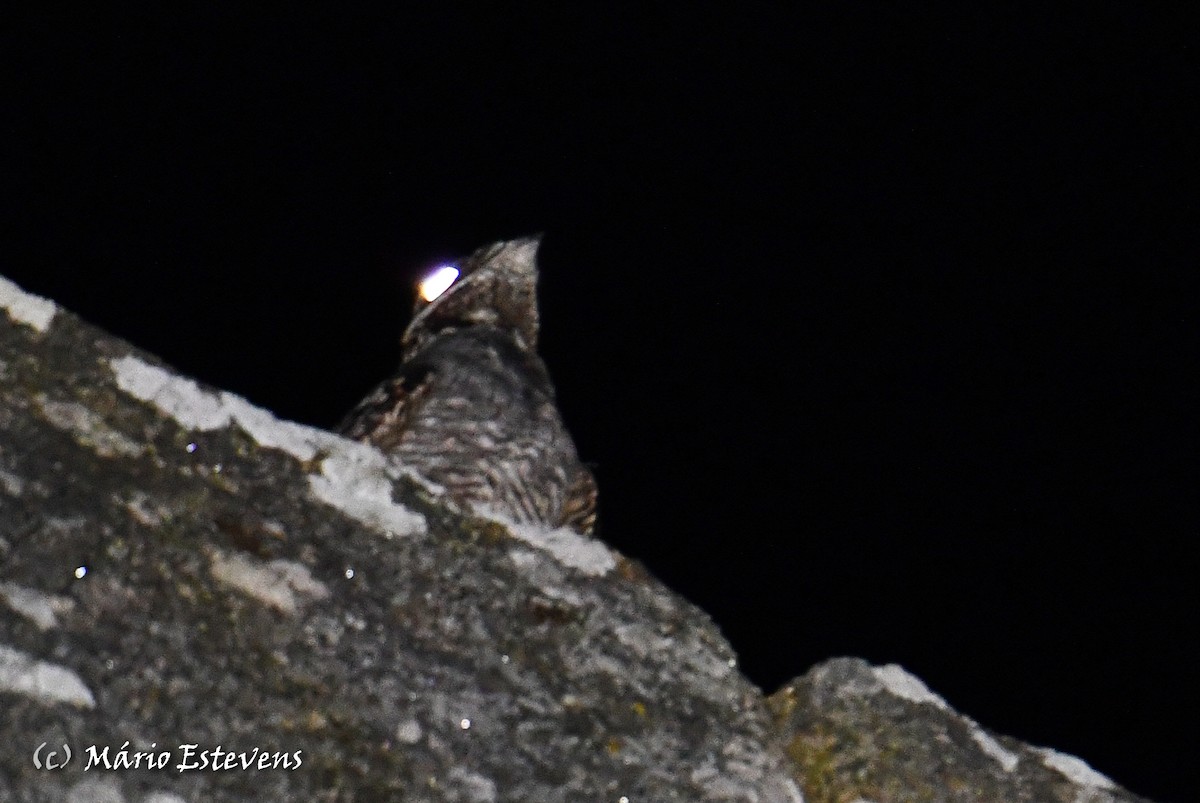 Eurasian Nightjar - Mário Estevens