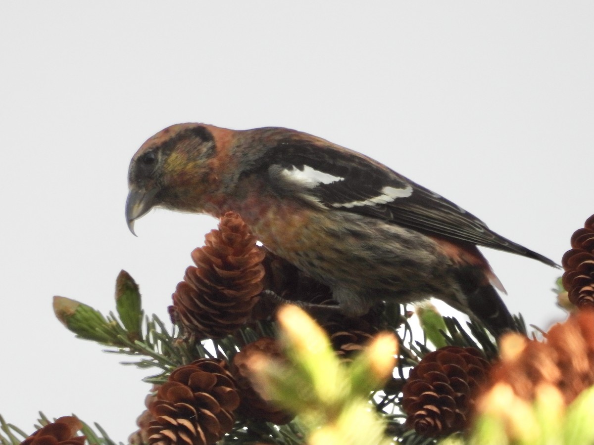 White-winged Crossbill - ML350184851