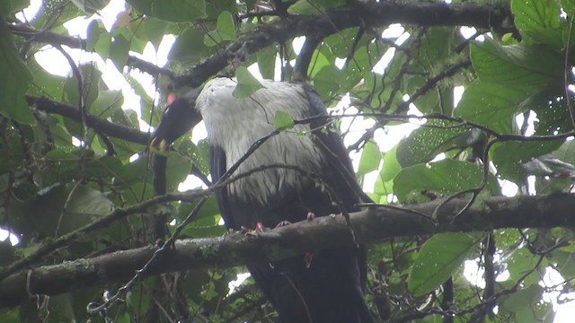 Horned Guan - ML350184861