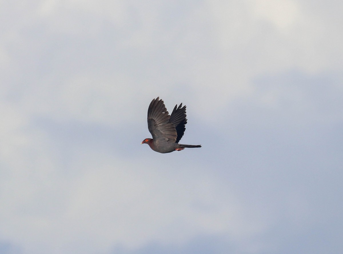 Pigeon à cou rouge - ML350184971