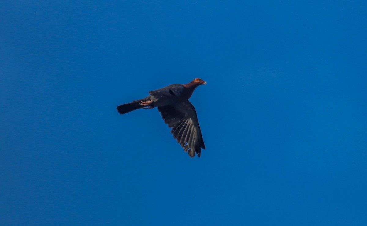 Scaly-naped Pigeon - Will McPhail